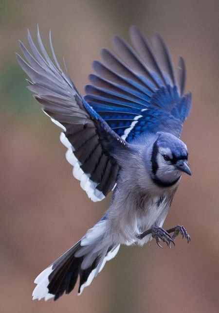 Blue Jay Flying Drawing, Bird Flying Reference, Bluejay Drawing, Blue Jay Flying, Flying Blue Jay, Bluejay Tattoo, Blue Bird Flying, Bluejay Bird, Bird Reference