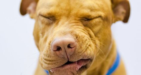 Reverse Sneezing in Dogs: Causes and Treatments Dog Pill Pockets, Reverse Sneezing In Dogs, Dog Warts, Dog Throwing Up, Dog Sneezing, Human Food For Dogs, Dog Coughing, Dog Medicine, Human Food