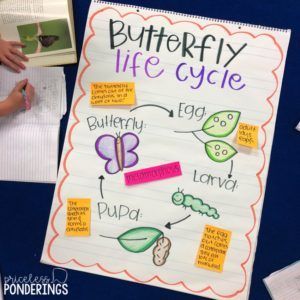 Life Cycles of a butterfly anchor chart Butterfly Life Cycle Anchor Chart Kindergarten, Pre K Science Lesson Plans, Butterfly Lesson Plans 2nd Grade, Science Anchor Charts Kindergarten, Insect Anchor Chart Preschool, Butterfly Life Cycle Anchor Chart, Life Cycle Of A Butterfly Lesson Plan, First Grade Lesson Plans Ideas, Butterfly Life Cycle First Grade