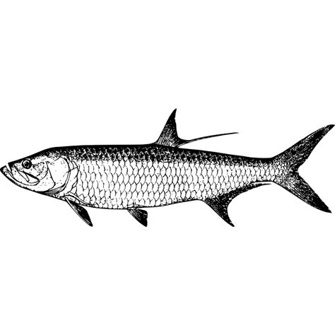 Tarpon fish | Free SVG Tarpon Fish Drawing, Tarpon Tattoo Ideas, Tarpon Drawing, Tarpon Tattoo, Gentleman's Lounge, Zoological Illustration, Tarpon Fish, Tarpon Fishing, Fish Tattoo