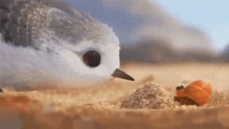 Boop GIF - Boop - Discover & Share GIFs Piper Pixar, Pixar Shorts, Disney Shorts, Short Movie, Disney And Dreamworks, Disney Love, Disney Channel, Disney Magic, 귀여운 동물