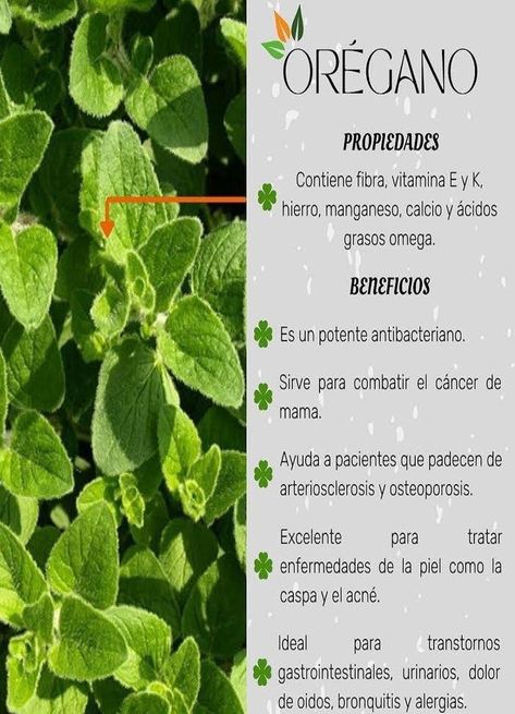 Oregano Tea Benefits, Oregano Benefits, Tea Remedies, Food Health Benefits, Tea Health Benefits, Food Matters, Diy Remedies, Herbs For Health, Tea Benefits