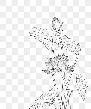 line drawing flowers blooming lotus leaf,line draft,black and white flowers Flower Blooming Drawing, Lotus Leaf Drawing, Lotus Line Drawing, Line Art Lotus, Lotus Black And White, Lotus Line Art, Line Drawing Flowers, Lotus Drawing, Wing Drawing