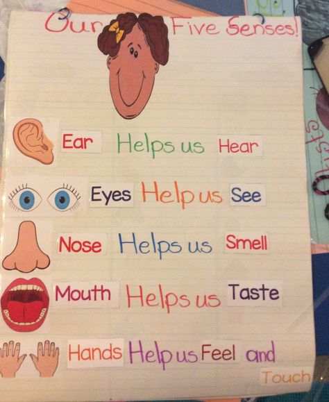 Five senses anchor chart Five Senses Anchor Chart, Senses Anchor Chart, Five Senses Preschool, 5 Senses Activities, Senses Preschool, My Five Senses, Body Parts Preschool, Senses Activities, English Activities For Kids