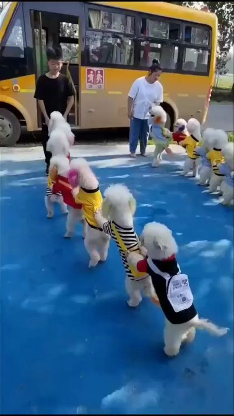 dog_lovers810 on Instagram: #doginspiration #dogdance #dogsofinstagram #puppy #puppylove #puppygram #reelsinstagram #reelkarofeelkaro #reelsvideo #reelitfeelit… Sewing Hems, Cute Animals Puppies, Very Cute Dogs, Baby Animals Funny, Cute Funny Dogs, Cute Wild Animals, Funny Dog Videos, Cute Animal Photos