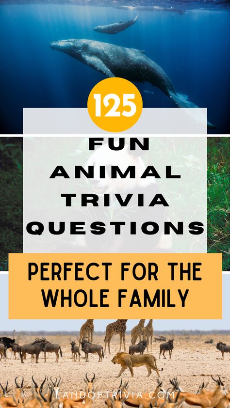 animal trivia quiz Animal Trivia Questions And Answers, Animal Knowledge, Animal Trivia, Easy Animals, Trivia Questions And Answers, Senior Activities, Trivia Night, Printable Animals, Trivia Questions