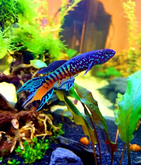 34 Most Colorful & Beautiful Freshwater Aquarium Fish | Aquanswers Beautiful Tropical Fish, Fish Aquarium Decorations, Fish Tank Themes, Fish Tank Terrarium, Cool Fish Tanks, Fish Tank Design, Tropical Fish Aquarium, Tropical Fish Tanks, Tropical Freshwater Fish