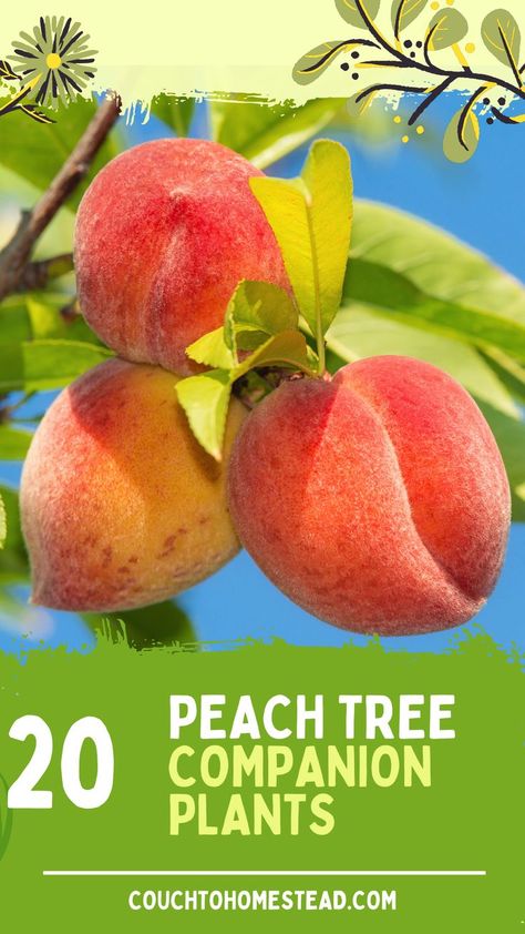 Peach tree companions Best Companion Plants, Sage Plant, Basil Plant, Peach Tree, Berry Bushes, Companion Plants, Attracting Beneficial Insects, Aromatic Plant, Plant Guide