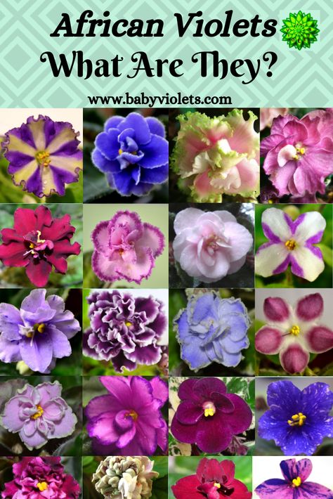 African Violets Care, How To Get African Violets To Bloom, How To Care For African Violets House Plants, Pictures Of Violets, Violet Plants, African Violet Flower Meaning, Violets Flowers, Violet Flower Tattoos, Types Of African Violets