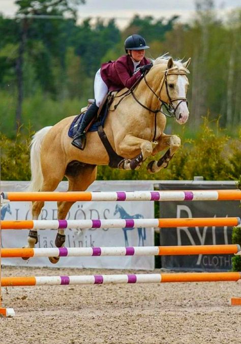 Palomino Stallion, Warmblood Horses Jumping, Warmblood Stallion, Palomino Warmblood, Palomino Horse Jumping, Cavalo Palomino, Dutch Warmblood, Hunter Jumper Horses, Warmblood Horses