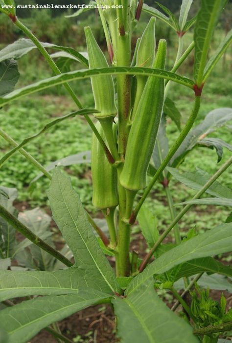 okra seed oil – Sustainable Market Farming Growing Okra, Okra Plant, Okra Seeds, Grape Seeds, Vegetable Pictures, Organic Vegetable Garden, Veg Garden, Seed Saving, Cold Frame