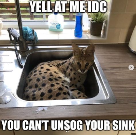 you can't unsog your sink | Sogga | Know Your Meme African Serval Cat, Savanna Cat, Pop Cat, Car Cat, Serval Cats, Hamilton Memes, Animal Stories, Know Your Meme, Wild Cats