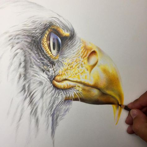 Well finally back at the old drawing board today after a lovely long break and finishing off this bald eagle drawing. First day back at work is always the hardest right? I'd also like to give a huge thanks to @lawriebrailey for offering up his original photo to draw from. I almost always use my own photos and reference but couldn't resist to draw this stunning photo by Lawrie. Do check out his amazing wildlife photography you won't regret it #backfromhols #baldeagle #pencildrawing #art #art... Art Color Pencil, Eagle Drawing, Eagle Art, Cool Pencil Drawings, Turtle Art, Amazing Drawings, Color Pencil Art, Color Pencil Drawing, Bird Drawings