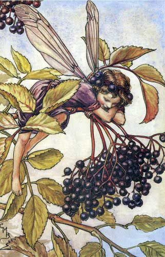 Cicely Mary Barker Flower Fairies Books, Fairy Illustration, Autumn Fairy, Fairy Pictures, Fairy Artwork, Cicely Mary Barker, Fairy Tattoo, Vintage Fairies, Fairy Book