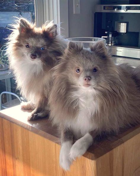 Lavender Merle Pomeranian, Lavender Pomeranian, Pomeranian Colors, Pomeranian Facts, Pomeranian Breed, White Pomeranian, Pomeranian Puppy For Sale, Pomeranian Lovers, Pomeranian Puppy