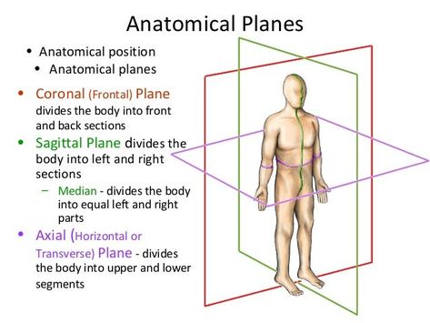 Sagittal Plane Anatomy, Anatomy Planes And Sections, Body Planes Anatomy Notes, Planes Of The Body Anatomy, Body Planes Anatomy, Anatomy Planes, Planes Anatomy, Anatomical Planes, Anatomy Basics