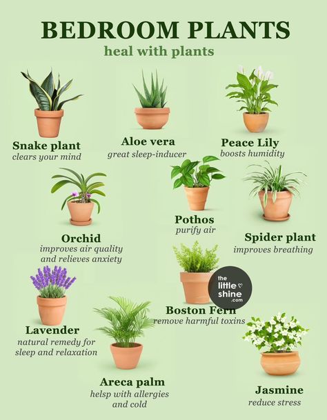 Indoor Plants Spiritual Meaning, Plants For Study Table, Plants That Survive With No Light, House Plant Wish List, Easy To Take Care Of Indoor Plants, Basic Household Items List, House Plant Types, Easiest Plants To Keep Alive Indoors, Plant Inside House