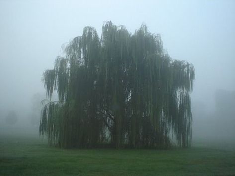 Poison Tree, Weeping Trees, Weeping Willow Tree, Weeping Willow, Willow Tree, Foto Ideas Instagram, Nature Aesthetic, Pretty Places, Green Aesthetic