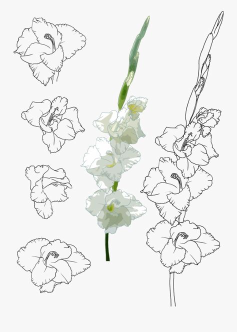 Gladiolus Drawing, Gladiolas Tattoo, Gladiolus Flower Tattoo, Gladiolus Flower Tattoos, Gladiolus Tattoo, Fox Tattoo Design, Gladiolus Flower, Transparent Clipart, Muster Tattoos