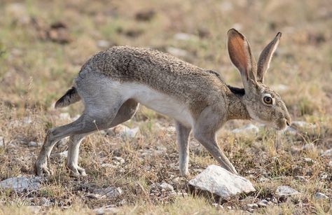 Black Tailed Jack Rabbit, Animation Classes, Animal Reference, Jack Rabbit, Trigonometry, Pretty Animals, Animals Artwork, Weird Animals, Sea Life