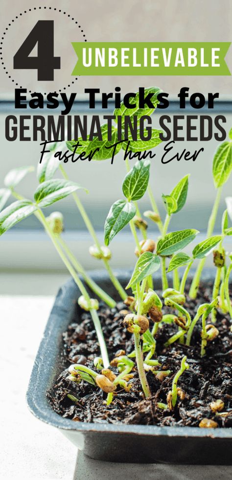 How to Germinate Seeds Quickly: 4 Tricks You Need to Try » Family Growing Pains How To Plant Vegetable Seeds, Soaking Seeds Before Planting, Germinate Seeds, Germinating Seeds, Seed Starting Soil, Saving Seeds, Growing Seedlings, Gardening Indoors, Starting Seeds