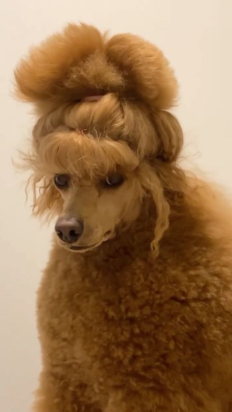 Toy Poodle Haircut Styles, Puppy Pfp, Toy Poodle Haircut, Aesthetic Cute Wallpaper, Poodle Haircut Styles, Poodle Tattoo, Poodle Haircuts, Sketch Nature, Poodle Hair