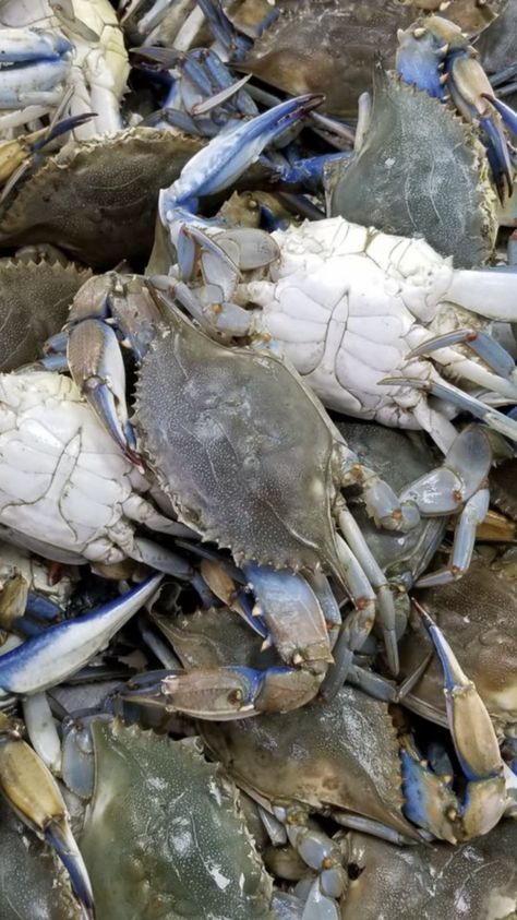 Crab Farming, Prawn Farming, Samoan Food, Scalloped Oysters, Maryland Blue Crab, Meat Shop, Grocery Haul, Food Therapy, Pinoy Food