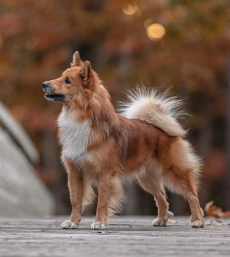 Icelandic Sheepdog Icelandic Sheepdog Puppy, Iceland Sheepdog, Dog Types, Sheep Dog Puppy, Icelandic Sheepdog, Fit Dogs, Rare Dog Breeds, All Breeds Of Dogs, Dog Anatomy