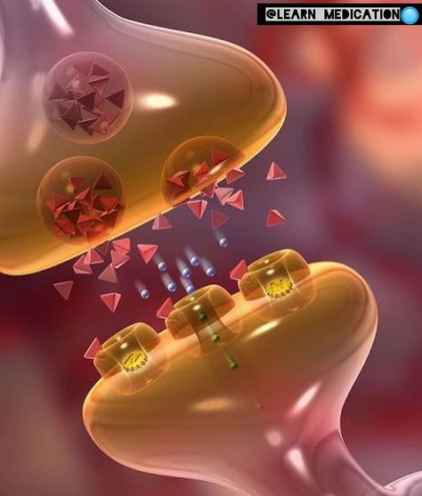 @medical.zoom on Instagram: “Function of synapse and neurotransmitters In the nervous system, a synapse is a structure that permits a neuron (or nerve cell) to pass an…” Synaptic Transmission, Microscopic Photography, Basic Anatomy And Physiology, Medical Videos, Biology Facts, Medical Laboratory Science, Brain Anatomy, Biology Art, Biology Lessons