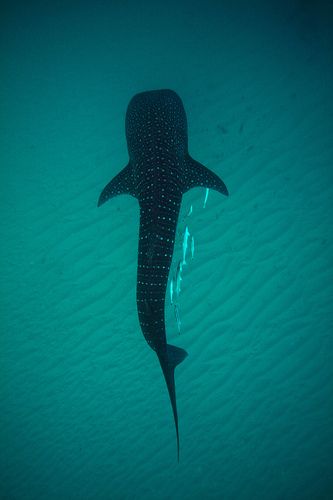 Ningaloo Reef, Shark Whale, Nurse Shark, Whale Sharks, Water Animals, Marine Fish, Underwater Life, Water Life, Size Matters