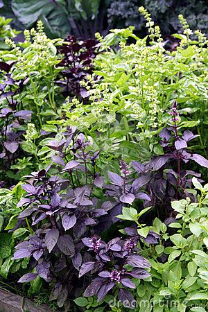 Basil - Ocimum Basilicum - Download From Over 49 Million High Quality Stock Photos, Images, Vectors. Sign up for FREE today. Image: 15658616 Purple Knight, Purple Basil, Ocimum Basilicum, Purple Plants, Herbal Apothecary, Edible Landscaping, Creative Gardening, Organic Seeds, Herb Seeds