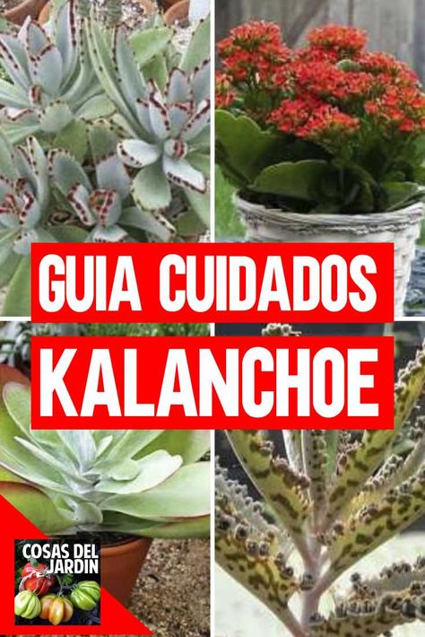 Conoce los más simples cuidados y propiedades de las variedades más populares de kalanchoe: Aranto, Siempreviva, Thyrsiflora y Planta Panda. Kalanchoe Thyrsiflora, Happy Tuesday Pictures, Outdoor Hacks, Cactus Planta, Small Front Yard Landscaping, Small Front Yard, Christmas Cactus, Cactus Y Suculentas, Plant Species