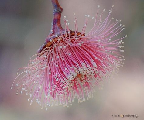 Yaz.Bouss on Instagram: “Eucalyptus Youngiana #eucbeaut #eucalyptus #eucalipto #eucalypt #eucalypts #eucalyptustree #eucalyptuswreath #botanical #artinspiration…” Eucalyptus Flower, Coaster Ideas, Eucalyptus Tree, Eucalyptus Wreath, Botany, Art Lessons, Beautiful Flowers, Art Inspiration, Cottage