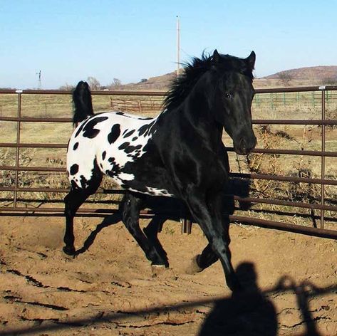 Black Appaloosa, Foto Cowgirl, Horse Coat Colors, Horse Trials, Barrel Racing Horses, Appaloosa Horse, Horse Riding Clothes, Most Beautiful Horses, Appaloosa Horses