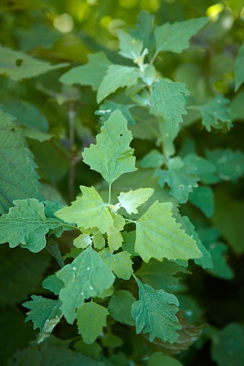 Lamb's-Quarter Weeds In Lawn, Garden Weeds, Plant Identification, Edible Plants, Garden Pests, Medicinal Plants, Lawn And Garden, Herb Garden, Garden Beds