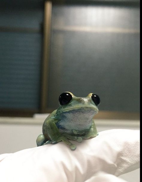 Cute Frog Profile Pic, Frogs Aesthetic, Frog Asethic, Frog Pictures Aesthetic, Frog Aesthetic, Cute Froggy Aesthetic, Frog Athstetic, Pet Frog Aesthetic, Pet Frogs