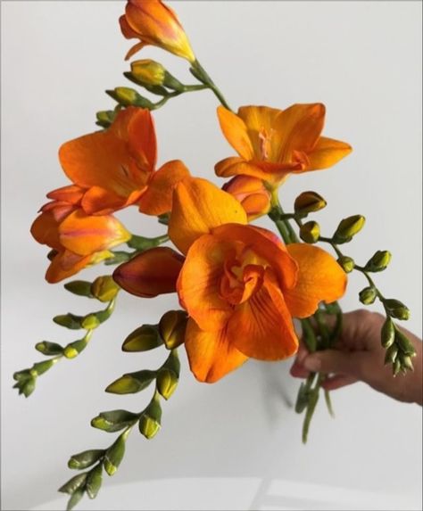 Freesia Flower Bouquet, Orange Freesia, Flower List, Freesia Bouquet, Freesia Flower, Freesia Flowers, Thanksgiving Flowers, Orange Wedding Flowers, Yellow Bouquets