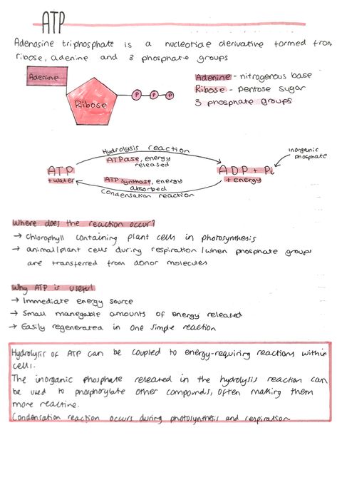 Atp Biology Notes, Ap Biology Notes Aesthetic, Atp Biology, Alevel Biology, Bio Notes, Biochemistry Notes, Learn Biology, Biology Revision, Biology Worksheet