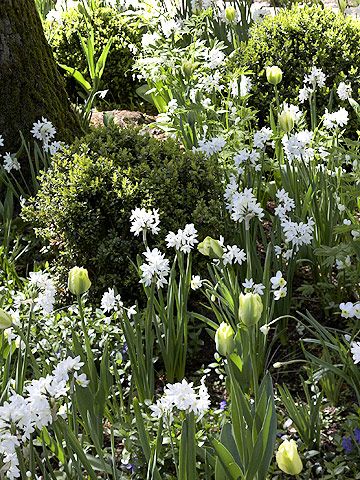 Fragrant paperwhite narcissus paired with 'Spring Green' tulip, is a way to bring life to a shaded corner. Bulbs Garden Design, Paperwhite Narcissus, Box Wood Shrub, Dutch Gardens, Spring Flowering Bulbs, Garden Bulbs, Moon Garden, Spring Bulbs, Summer 3