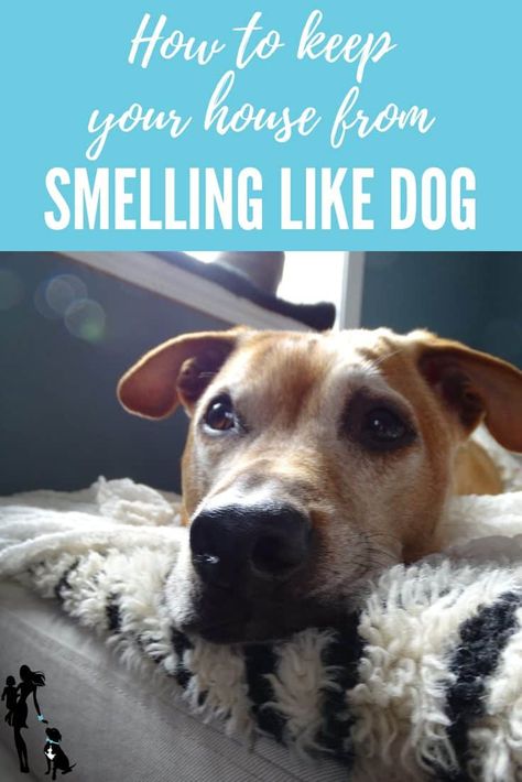 How to Keep Your House from Smelling Like A Dog - Oh My Dog! House Smells Like Dog, Stinky Dog, Car Cleaner, Dog Smells, Dog Odor, Dog Cleaning, Dog Care Tips, Pet Odors, Dogs Pooping