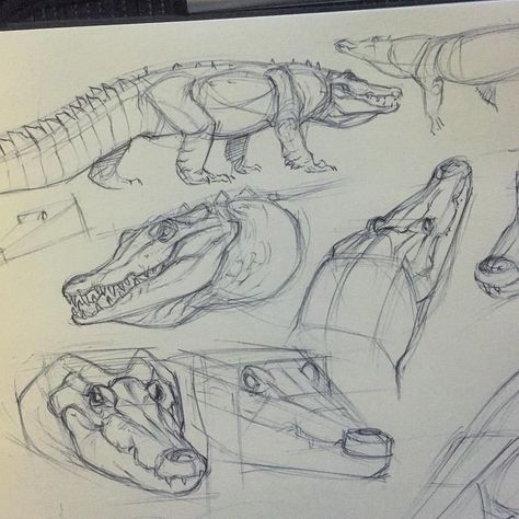 Some Drawings, Animal Drawings Sketches, Some Sketches, Animal Anatomy, Animal Study, Animal Drawing, Creature Drawings, Dinosaur Art, Crocodiles