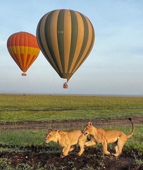 🌅🎈From takeoff to touchdown, this is pure magic. If you’re ever dreaming of Africa, let this be your sign to chase that dream. 🌟🌍  📍 Masai Mara National Reserve, Kenya  #MasaiMara #HotAirBalloon #BucketListTravel #KenyaMagic #SafariViews #WildlifeWonder Kenya Holiday, Masai Mara National Reserve, Masai Mara, East Africa, Travel Diary, Travel Bucket List, Kenya, Wonder, Pure Products