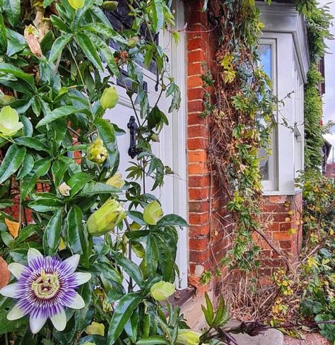 How to Grow Passionflower in a Pot 3 Passionflower Vine, Passionfruit Vine, Passion Fruit Plant, Pot Trellis, Garden Patch, Passion Vine, Garden 2023, Trellis Fence, Plants Uk