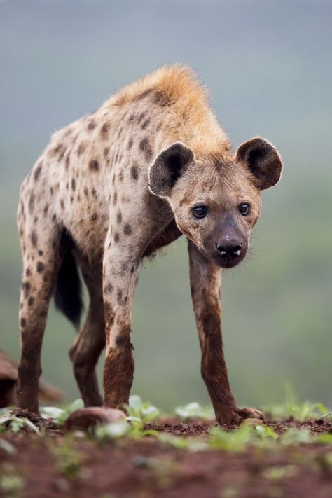 Spotted Hyena Brown Hyena, Spotted Hyena, African Wild Dog, Animal Study, Interesting Animals, Wild Dogs, Raw Beauty, Hyena, Animal Photo