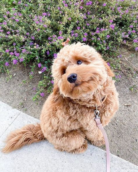 Mini Goldendoodle Puppies, Puppy Mom, Cockapoo Puppies, Super Cute Puppies, Cute Dog Photos, Dog Stuffed Animal, Cute Animals Puppies, Goldendoodle Puppy, Cute Little Puppies