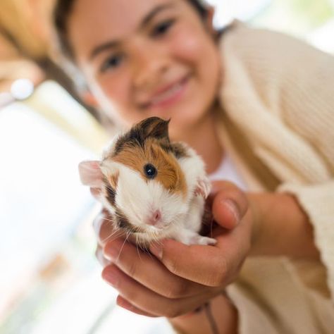 Cheapest Pets | 14 Low Maintenance & Inexpensive Pet Recommendations | Cheapism.com Low Maintenance Pets, Baby Guinea Pigs, Easy Pets, Animal Pen, Guinea Pig Care, Guinea Pig Cage, Remembrance Day, Second Baby, Guinea Pig