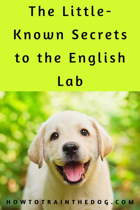 American Labrador Retriever, Lab Puppy Training, English Labrador Retriever, English Lab Puppies, American Labrador, Labrador Retriever Training, Lab Mix Puppies, Lovers Tattoo, English Lab