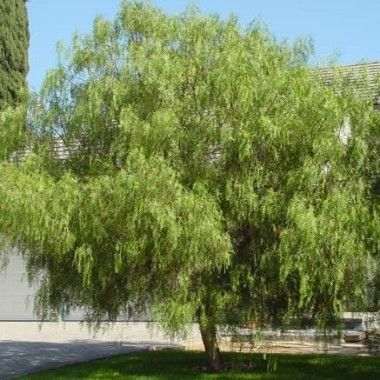 California Pepper Tree - Schinus molle Waterwise Landscaping, Drought Tolerant Trees, Drought Tolerant Shrubs, Water Wise Plants, Pepper Tree, Trees For Front Yard, Urban Tree, Meadow Garden, Street Trees