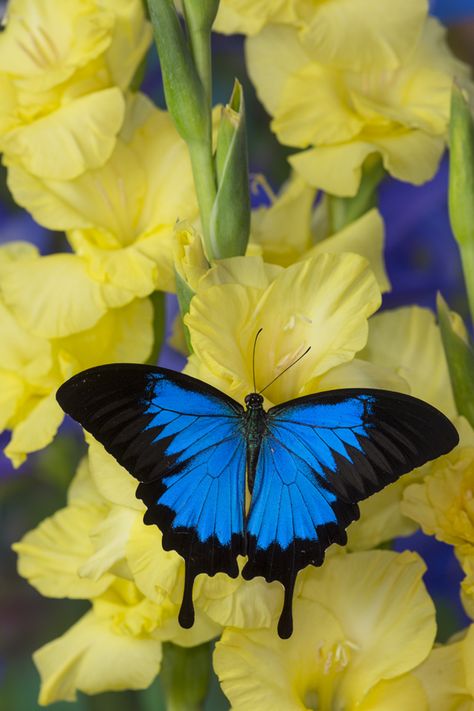 Butterflies Nature, Pics Of Butterflies, Cool Butterflies, Blue Butterfly Pictures, Beautiful Buterfluffy, Photo Of Butterfly, Butterflies Photos, Butterfly Pics, Real Butterflies