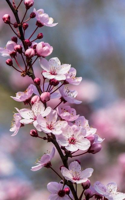 Peach Blossom Flower, Cherry Blossom Wallpaper, Beautiful Flowers Photography, Cherry Blossom Art, Sakura Flower, Sakura Cherry Blossom, Wallpaper Nature Flowers, Blossoms Art, Peach Blossoms